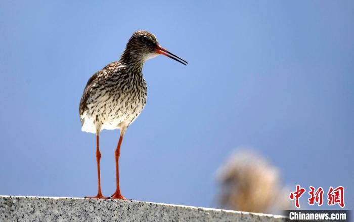 圖為6月22日，棲息在拉魯濕地的紅腳鷸。　李林 攝