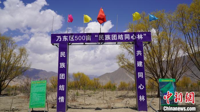 圖為“民族團(tuán)結(jié)同心林”項(xiàng)目?！∧藮|融媒供圖