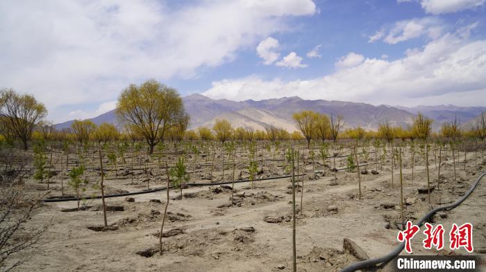 圖為位于乃東區(qū)雅魯藏布江河畔的“民族團(tuán)結(jié)同心林”已初具雛形。　乃東融媒供圖