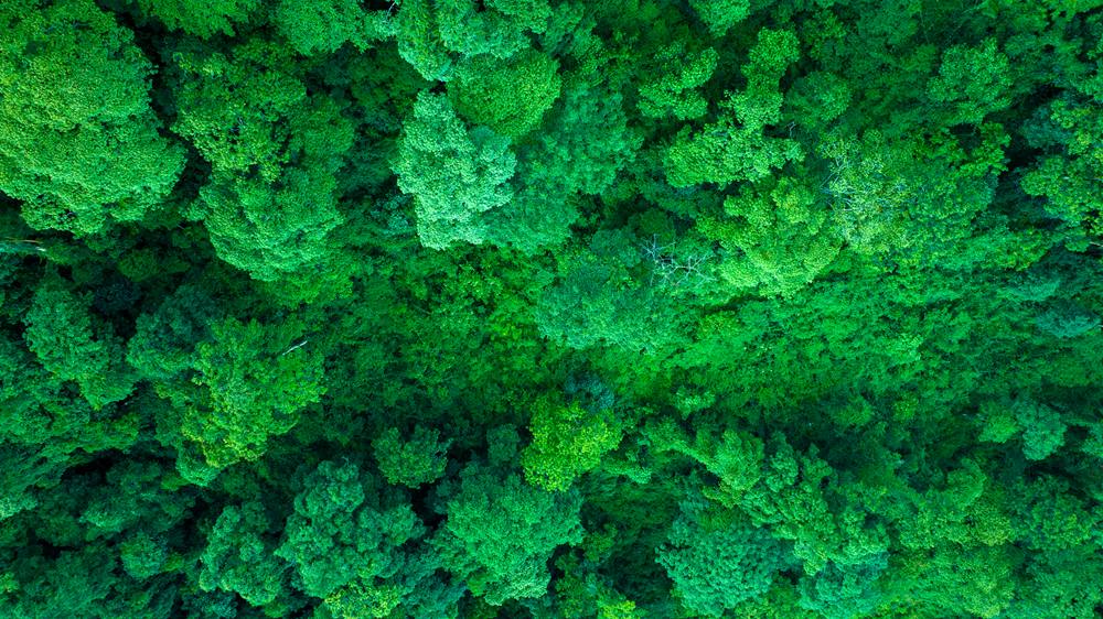 森林覆蓋率達(dá)到50%以上，滿目皆綠。益西曲批攝