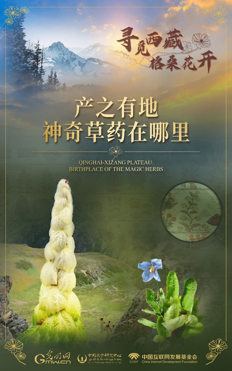 【尋覓西藏·格?；ㄩ_(kāi)】產(chǎn)之有地：神奇草藥在哪里