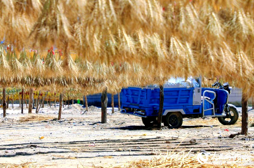 金燦燦的秋天，都是收獲。  人民網(wǎng) 李海霞攝