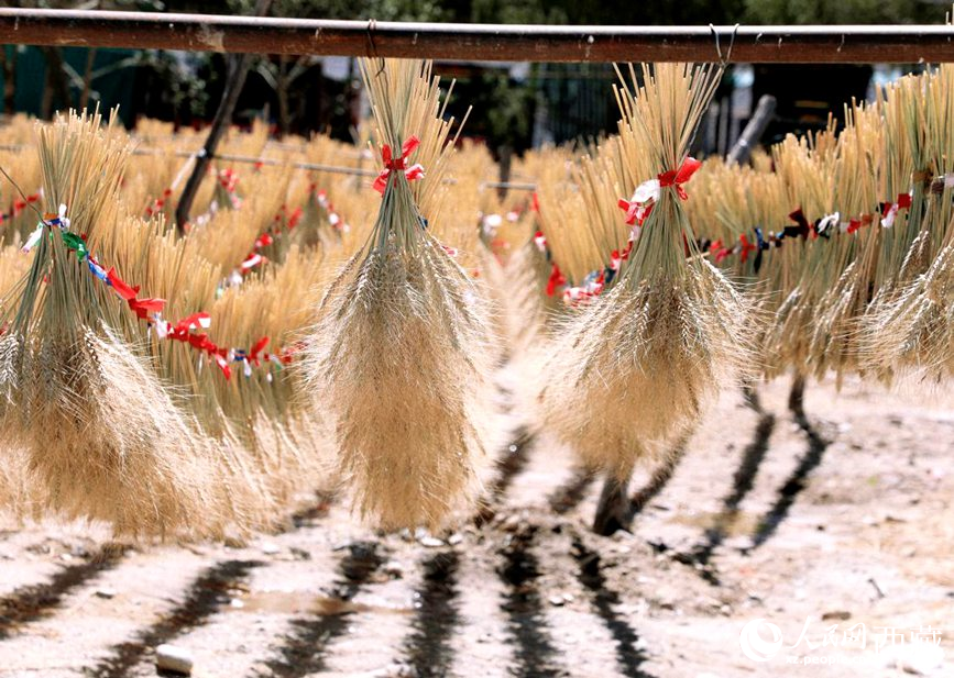 整個(gè)村莊沉浸在收獲的喜悅中。人民網(wǎng) 李海霞攝