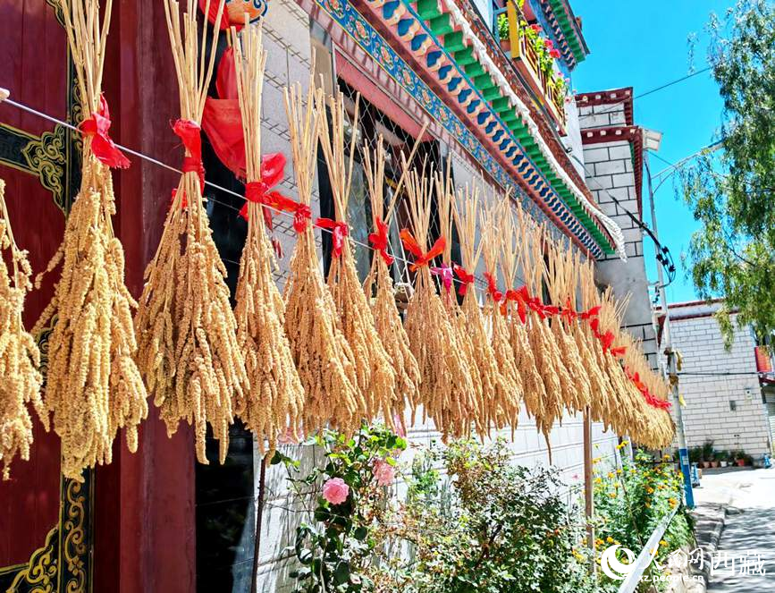 整個(gè)村莊沉浸在收獲的喜悅中。人民網(wǎng) 李海霞攝