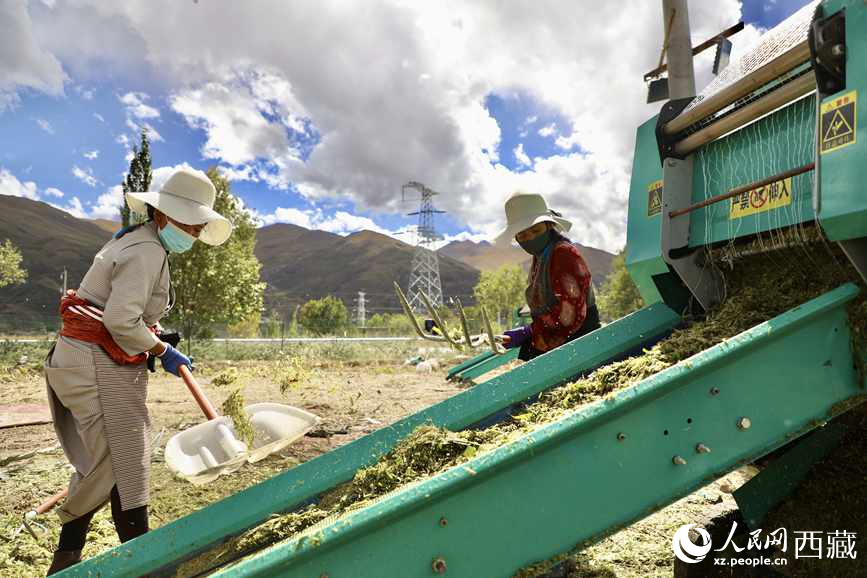 曲水茶巴拉村民正在包裝青飼玉米。人民網(wǎng)記者 次仁羅布攝