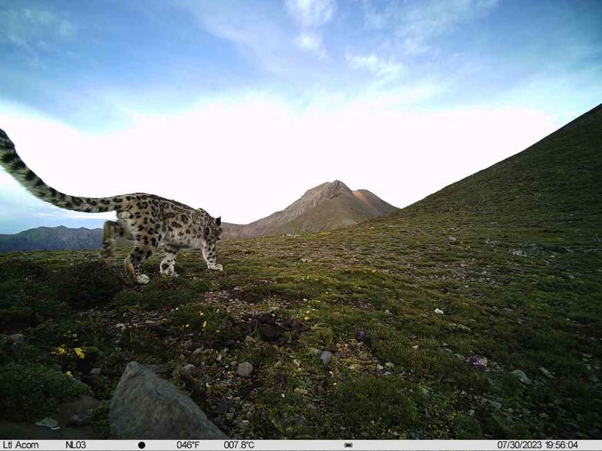 雪豹影像。山水自然保護(hù)中心供圖