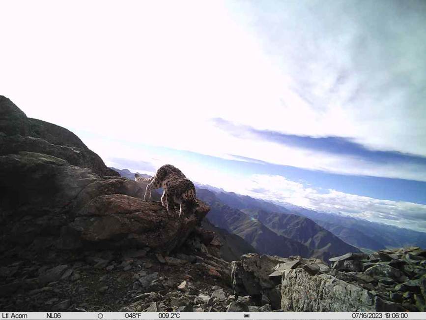 雪豹影像。山水自然保護(hù)中心供圖