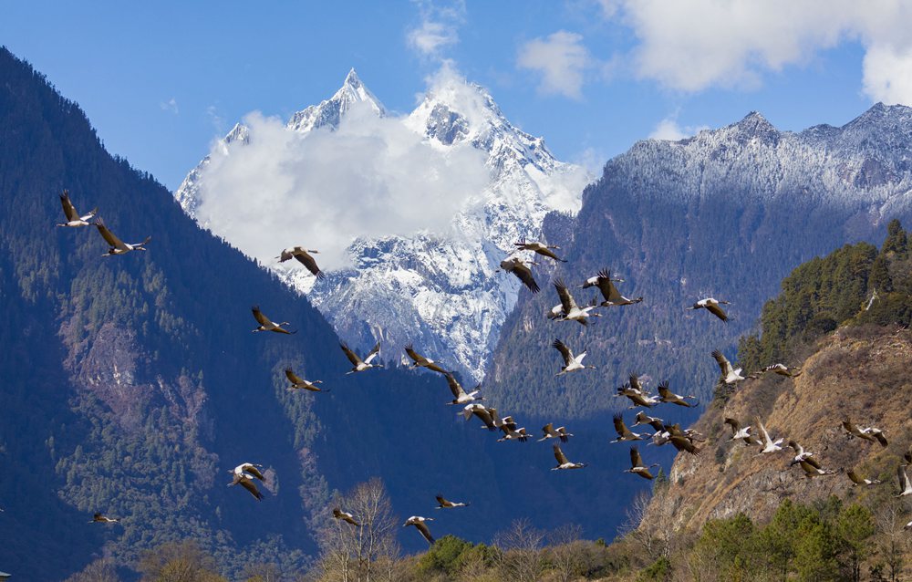 黑頸鶴蹁躚起舞美如畫。索多攝