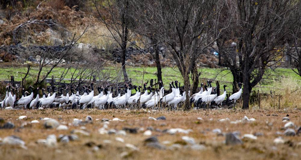 黑頸鶴在濕地上閑庭信步。索多攝