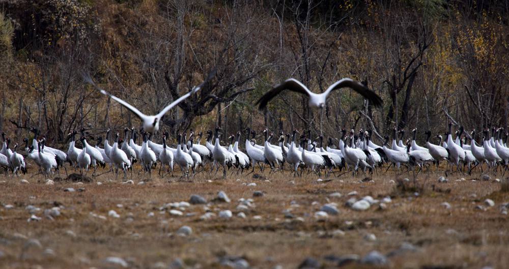 黑頸鶴蹁躚起舞美如畫。索多攝