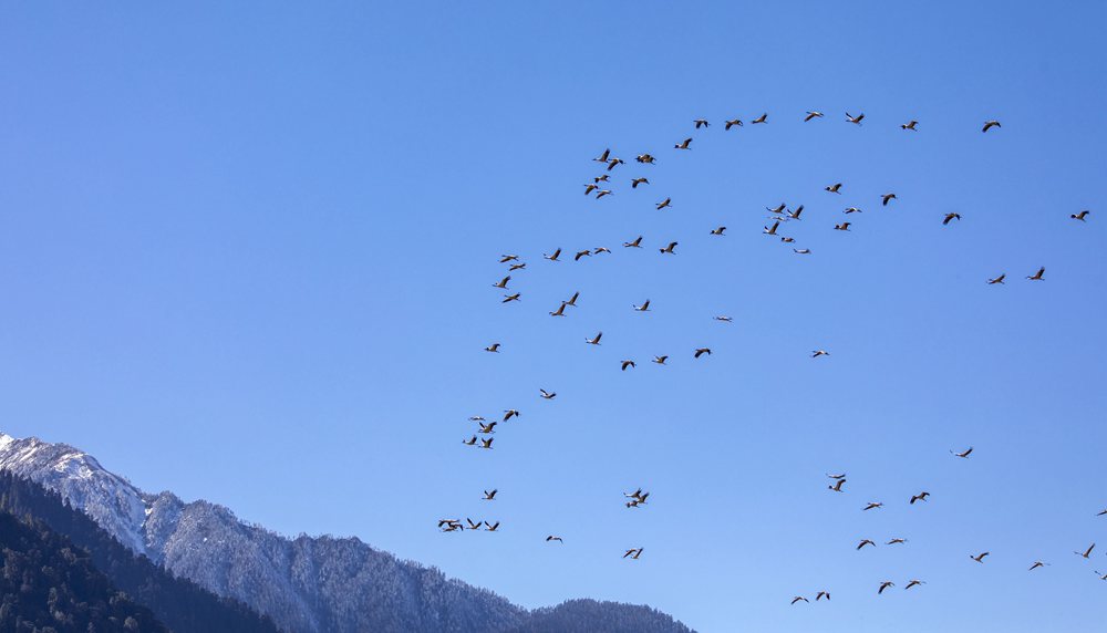 黑頸鶴在天空中自由翱翔。索多攝