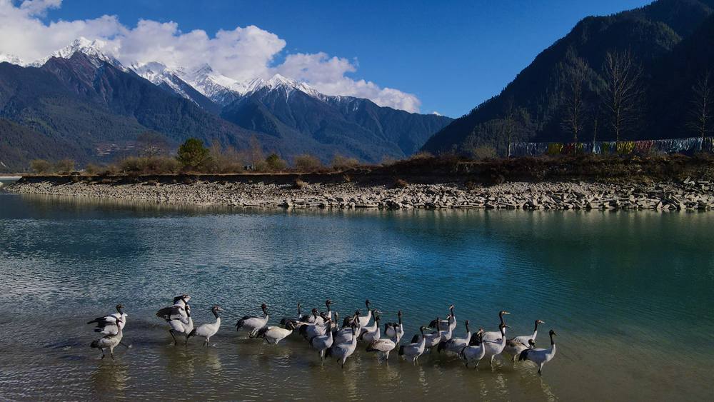 河中嬉戲的黑頸鶴。益西旦增攝