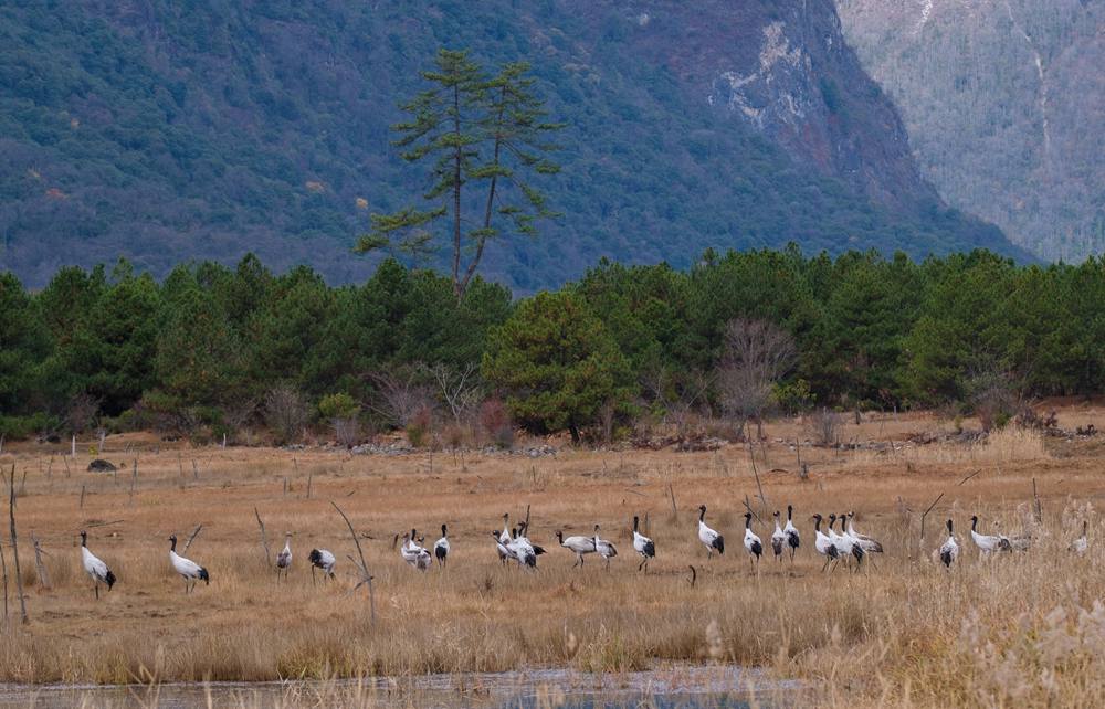 覓食中的黑頸鶴。扎頓攝
