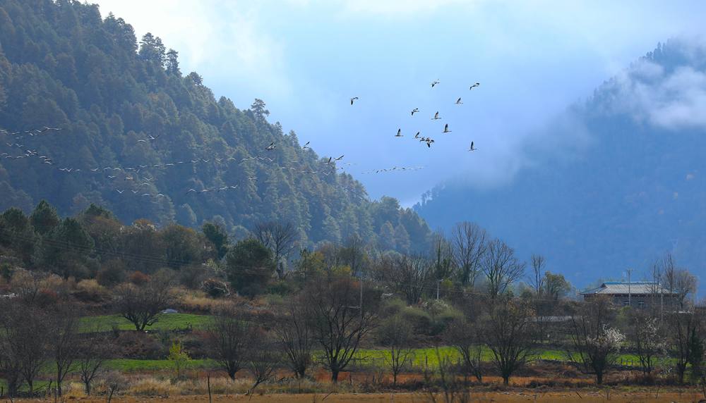 成群的黑頸鶴為冬日高原增添生機。益西旦增攝