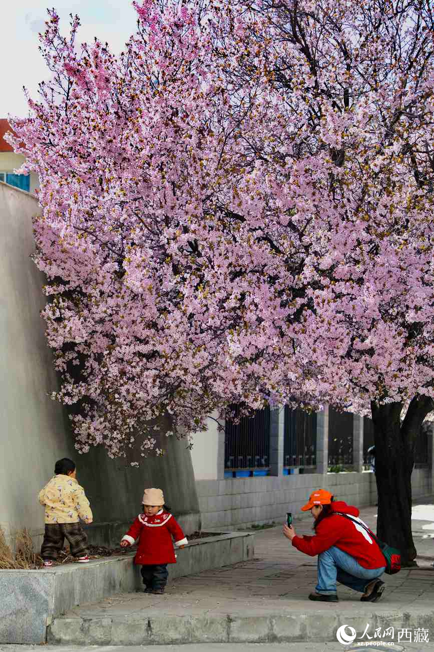 桃林下，拉薩市民游客樂(lè)享春光。人民網(wǎng)記者 次仁羅布攝