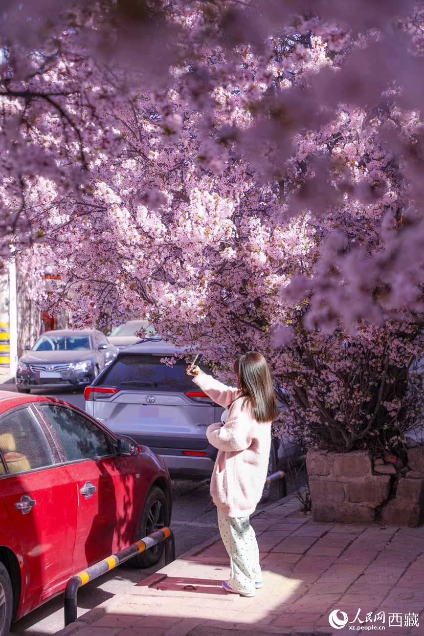 桃林下，拉薩市民游客樂(lè)享春光。人民網(wǎng)記者 次仁羅布攝