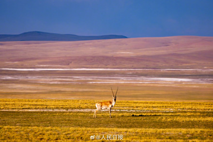 可愛壁紙上新！藏羚羊就是高原上的精靈吧