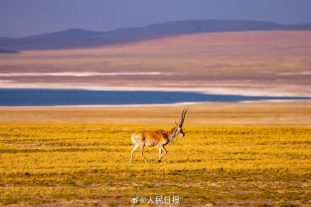 可愛壁紙上新！藏羚羊就是高原上的精靈吧