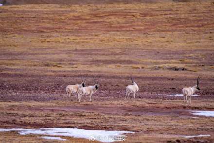 可愛壁紙上新！藏羚羊就是高原上的精靈吧