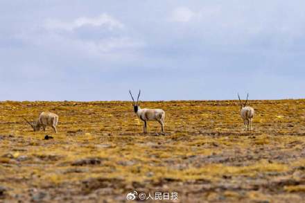 可愛壁紙上新！藏羚羊就是高原上的精靈吧