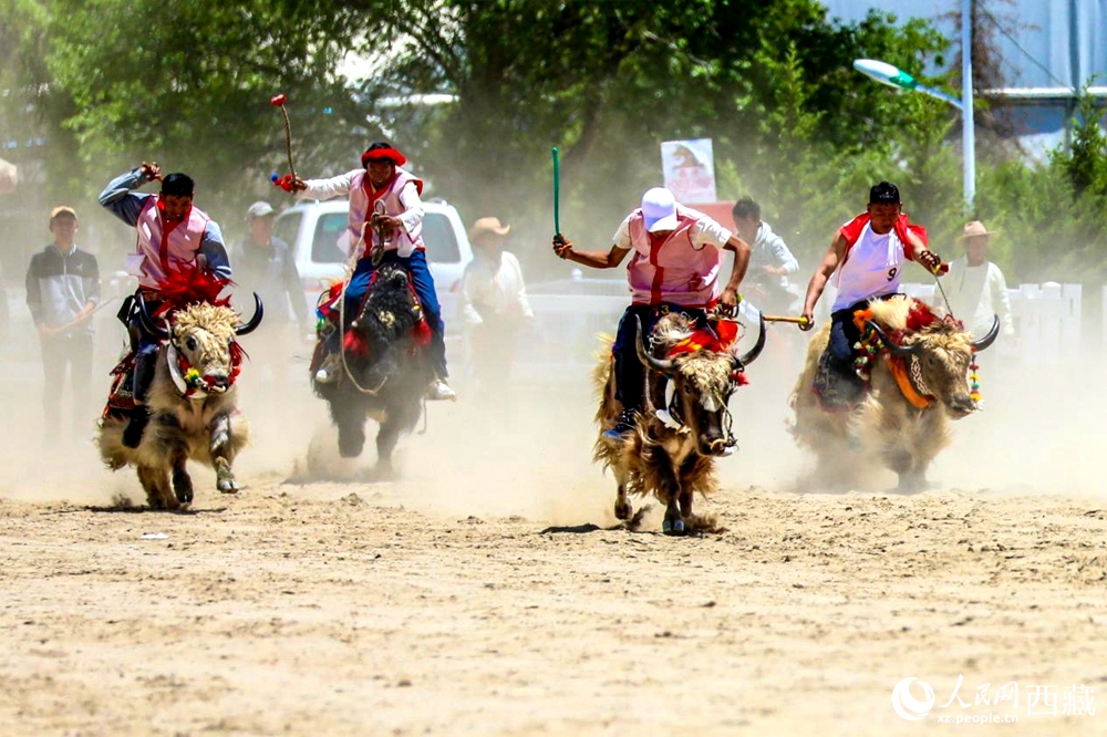 拉薩首屆農牧民運動會上的賽牦牛比賽。