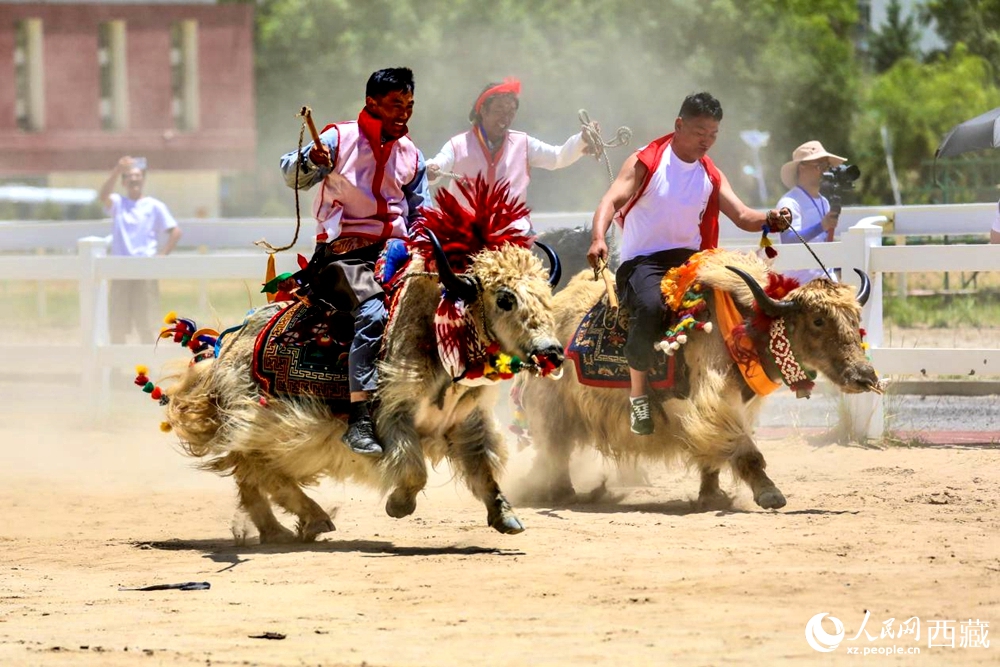 拉薩首屆農牧民運動會上的賽牦牛比賽。