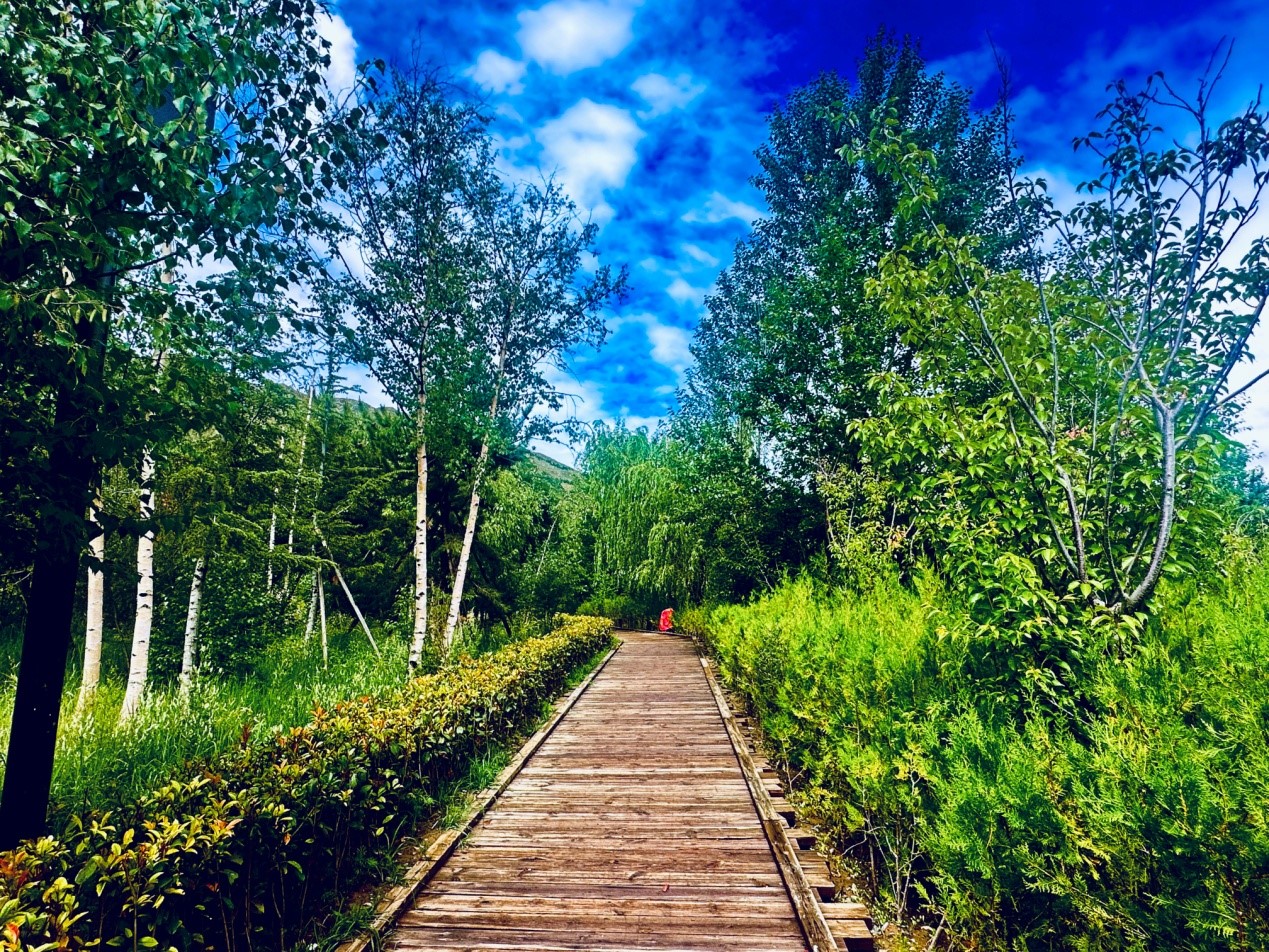 郁郁蔥蔥的南山公園。人民網(wǎng)記者 益西康珠攝