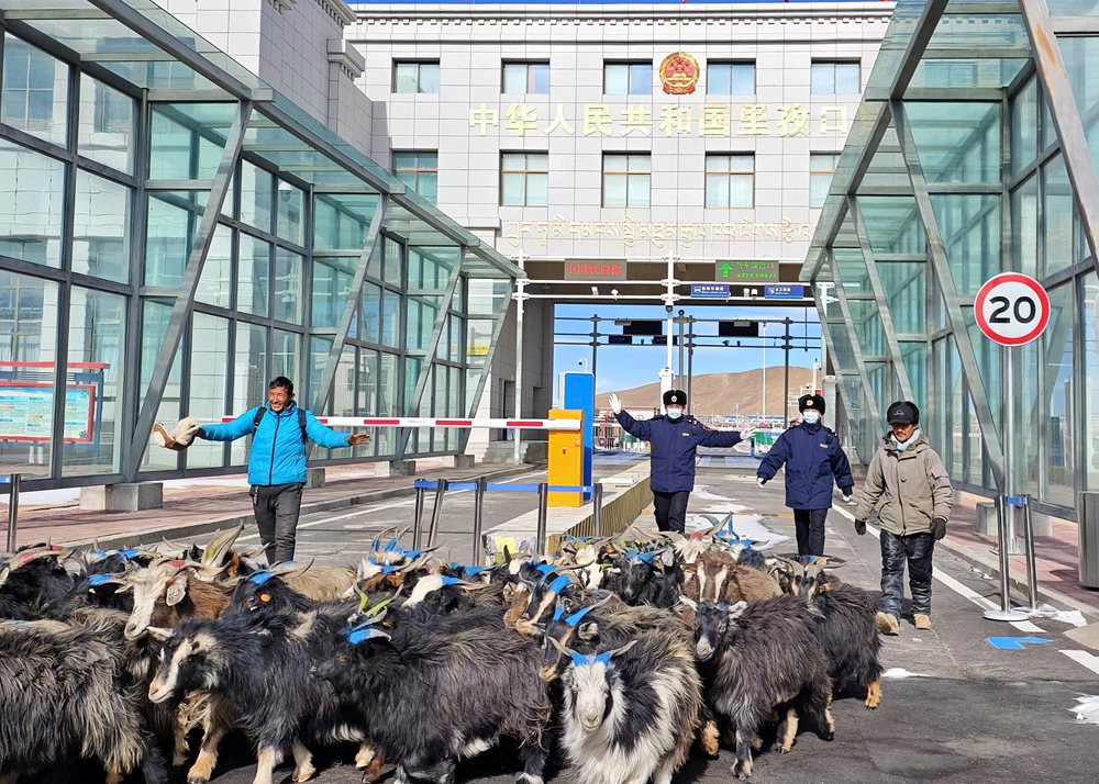 海關(guān)關(guān)員監(jiān)管驗放出口活羊。次旺久美攝