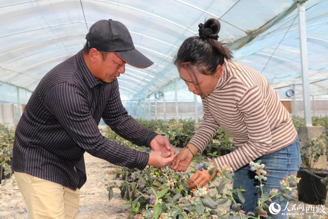 技術員劉家平和措姆在溫室大棚檢查藍莓的長勢。次仁龍布攝