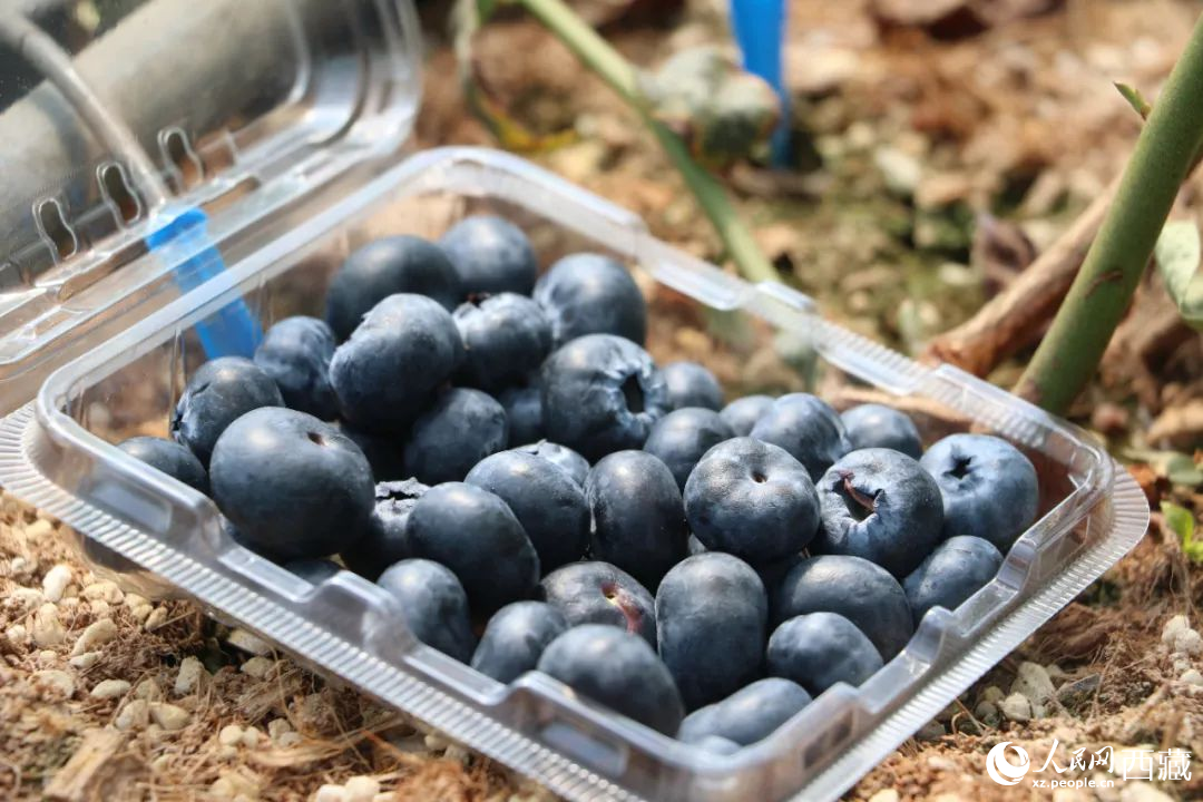 藍莓表面覆蓋著天然果霜。次仁龍布攝