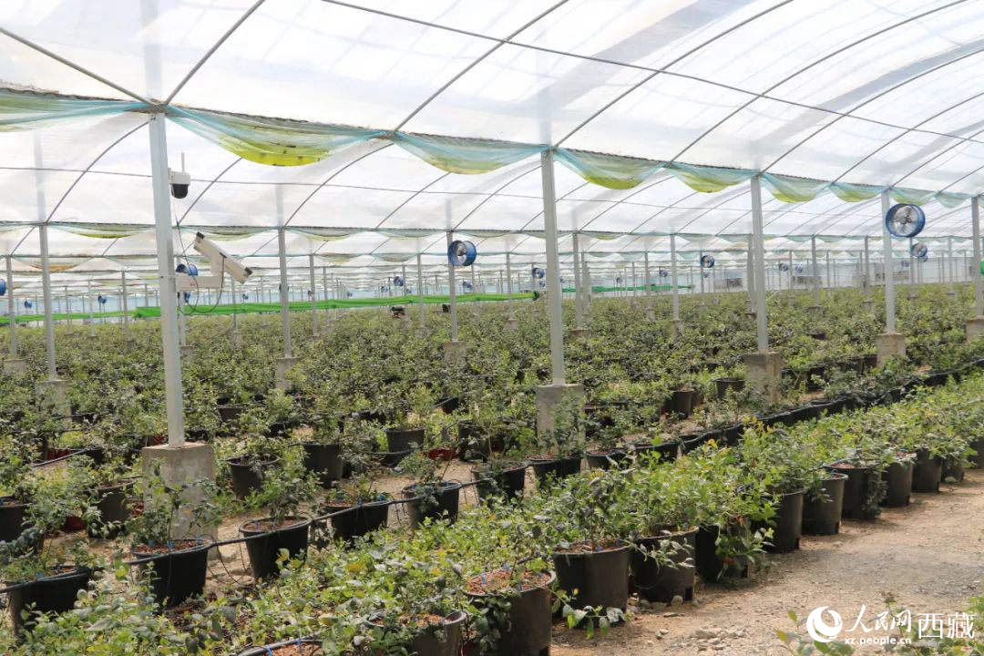 戈壁田園藍莓工業(yè)化種植基地。次仁龍布攝