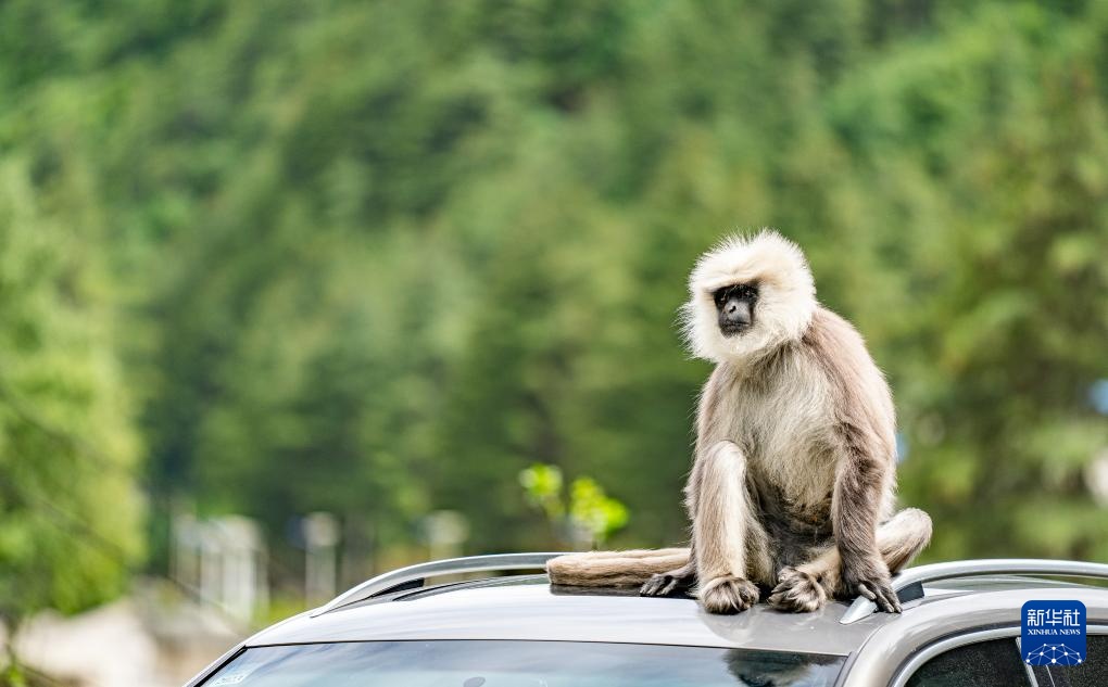 西藏亞東：長(zhǎng)尾葉猴下山“會(huì)客”