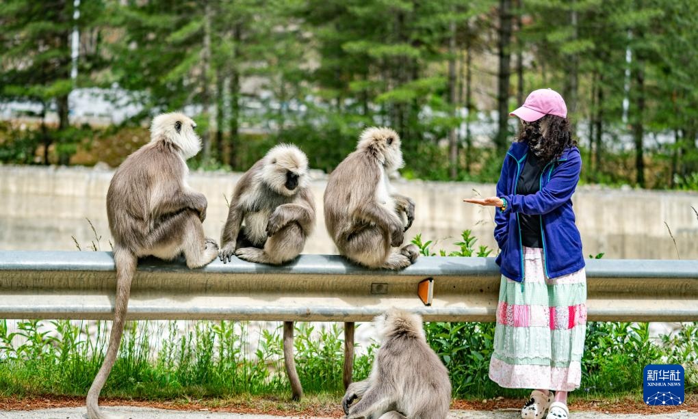 西藏亞東：長(zhǎng)尾葉猴下山“會(huì)客”
