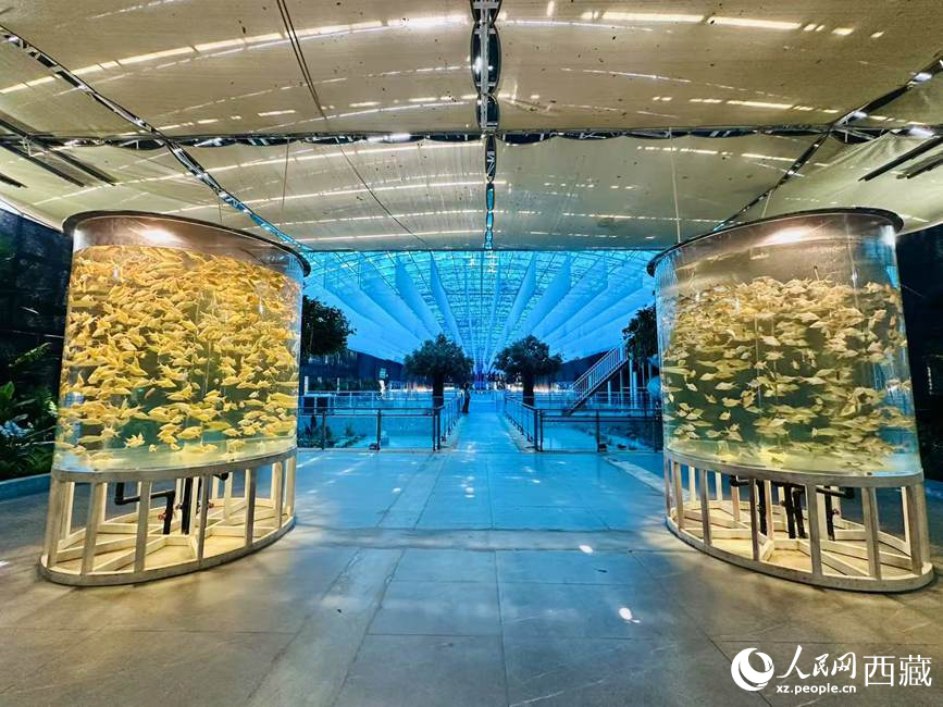 西普海洋公園。人民網(wǎng)記者 次仁羅布攝