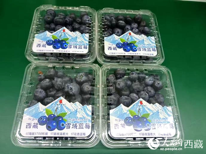 西藏雪域藍(lán)莓。羅雨欣攝