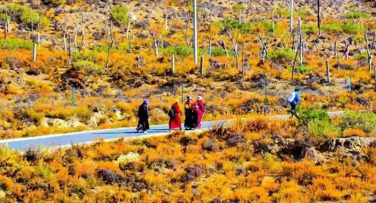 懂西藏的人，一定不會錯過林芝的秋天