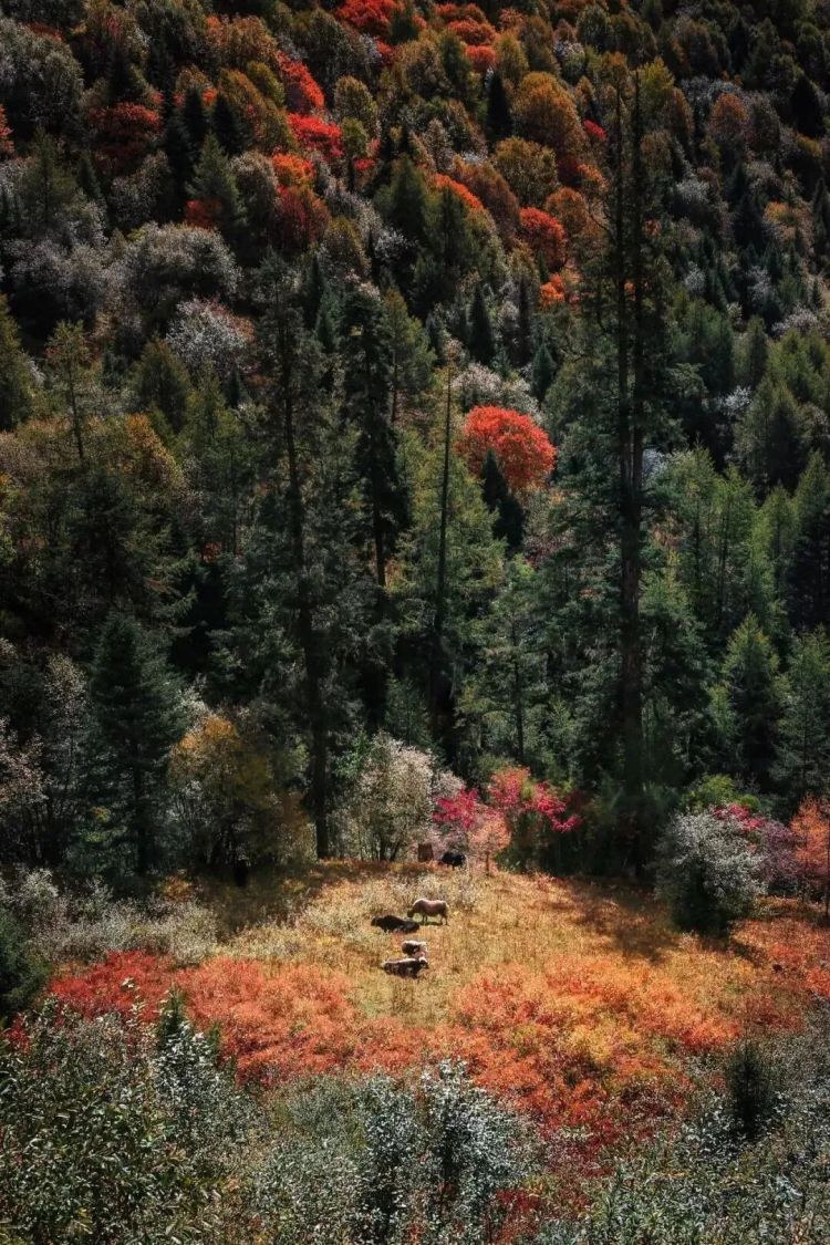 懂西藏的人，一定不會錯過林芝的秋天