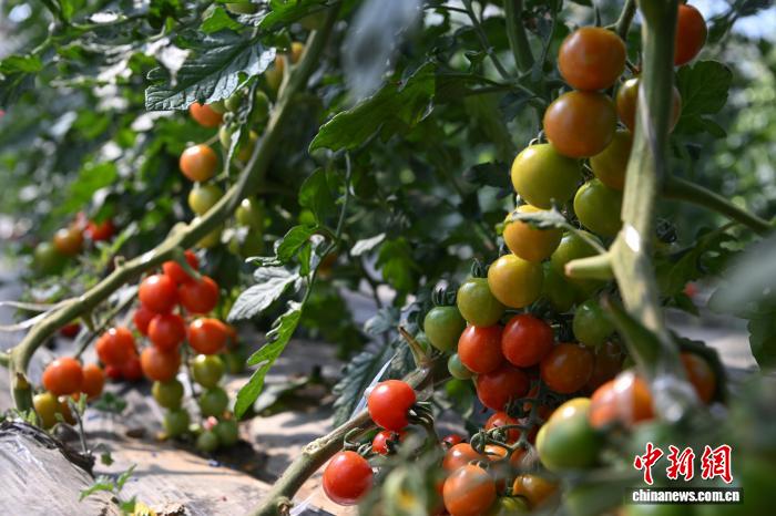 西藏墨竹工卡縣農業(yè)示范園：賦能現(xiàn)代農業(yè)發(fā)展帶動民眾增收致富