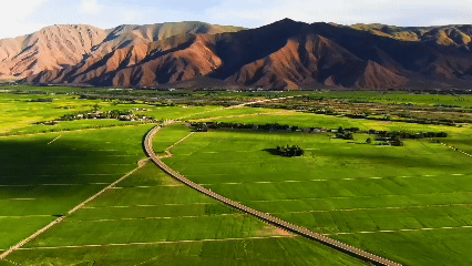 青稞“蛻變”，牦?！俺鋈Α?！看西藏農(nóng)牧民的“十四五”豐收答卷