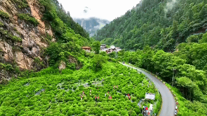 青稞“蛻變”，牦?！俺鋈Α?！看西藏農(nóng)牧民的“十四五”豐收答卷