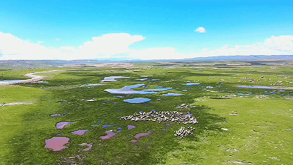 青稞“蛻變”，牦牛“出圈”！看西藏農(nóng)牧民的“十四五”豐收答卷