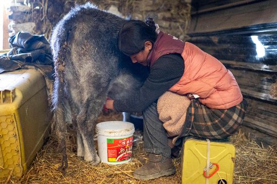 次仁普尺正在擠牛奶。人民網(wǎng)記者 翁奇羽攝