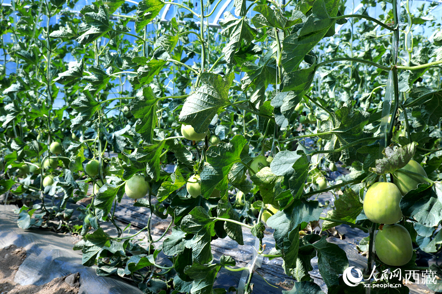 溫室中種植的瓜類作物果實累累。人民網(wǎng)記者 吳雨仁攝