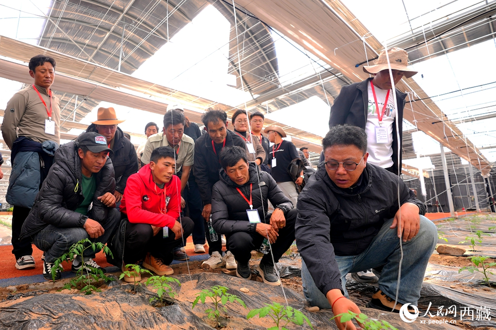 農(nóng)業(yè)專家蹲在田壟間，為圍攏過來的科技專干和基層農(nóng)技人員現(xiàn)場講解定植要點。人民網(wǎng)記者 吳雨仁攝