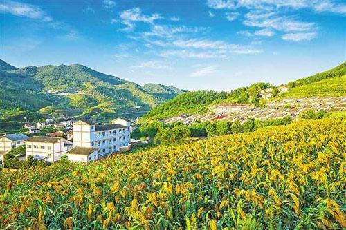 【理上網(wǎng)來o輝煌十九大】鄉(xiāng)村振興戰(zhàn)略：更綜合、全面、系統(tǒng)的發(fā)展戰(zhàn)略