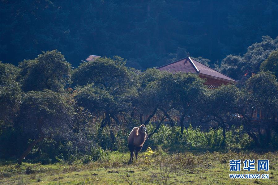 （全面建成小康社會“百城千縣萬村調(diào)研行”·圖文互動）（8）青?？柎澹骸肮夤鞔濉钡娜A麗轉(zhuǎn)身