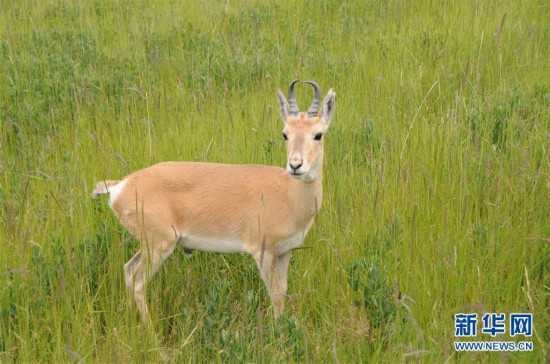 (新華全媒頭條·圖文互動)(11)大湖見證 ——持續(xù)保護讓青海湖生態(tài)華麗“蝶變”