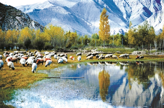 曲水縣郊外的怡人風(fēng)景。 拉薩日?qǐng)?bào) 平措旺堆攝.jpg