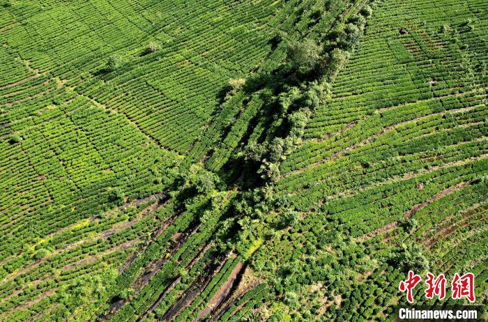 圖為西藏林芝市墨脫縣果果塘大拐彎附近的茶田。(無(wú)人機(jī)照片) 李林 攝