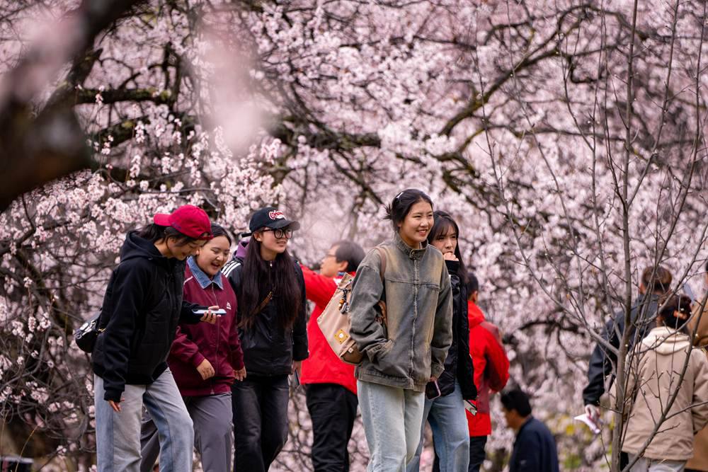 桃花盛開惹人醉，八方游客賞花來。徐馭堯攝